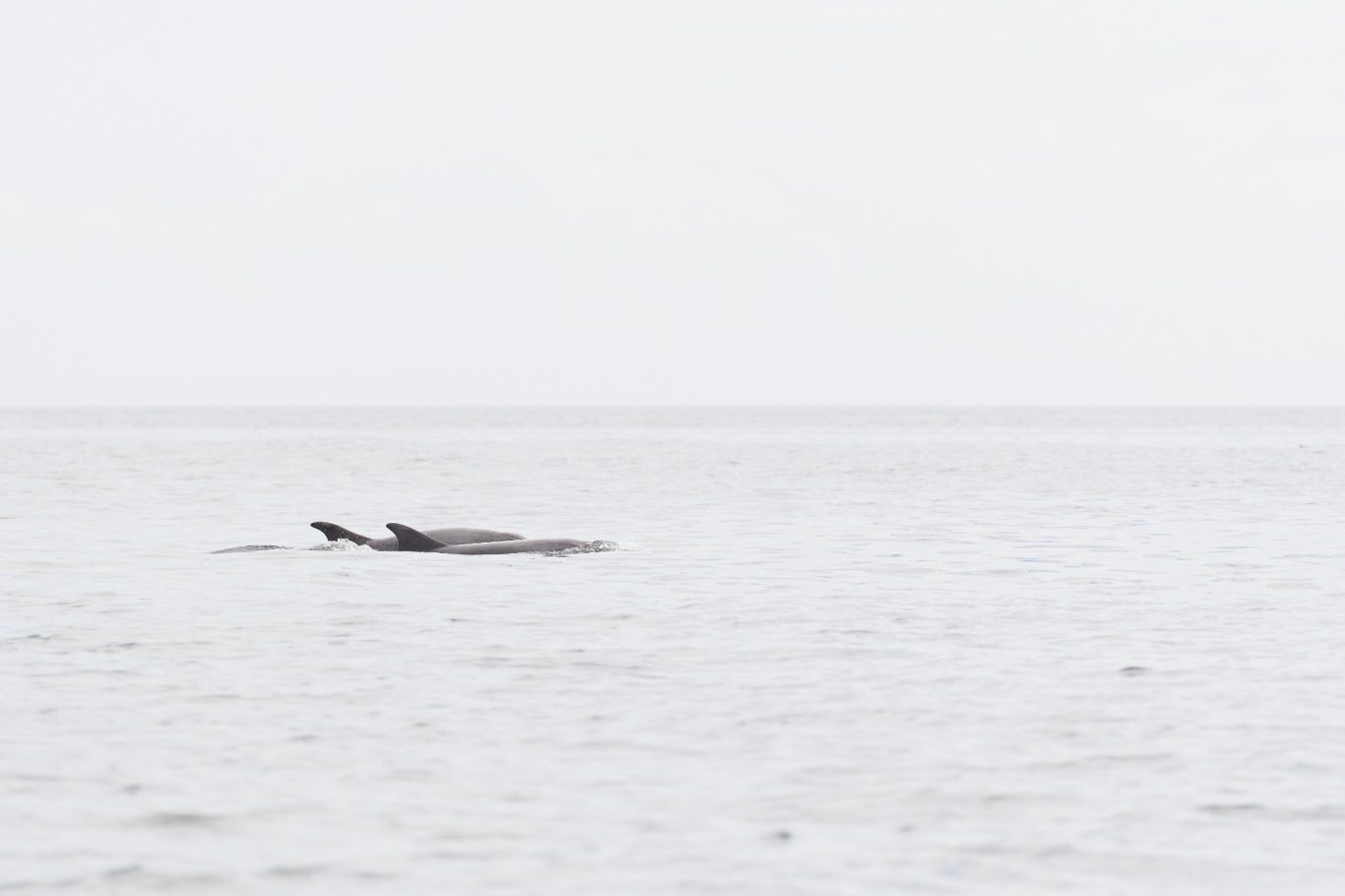 BOTTLENOSE DOLPHINS 1/2