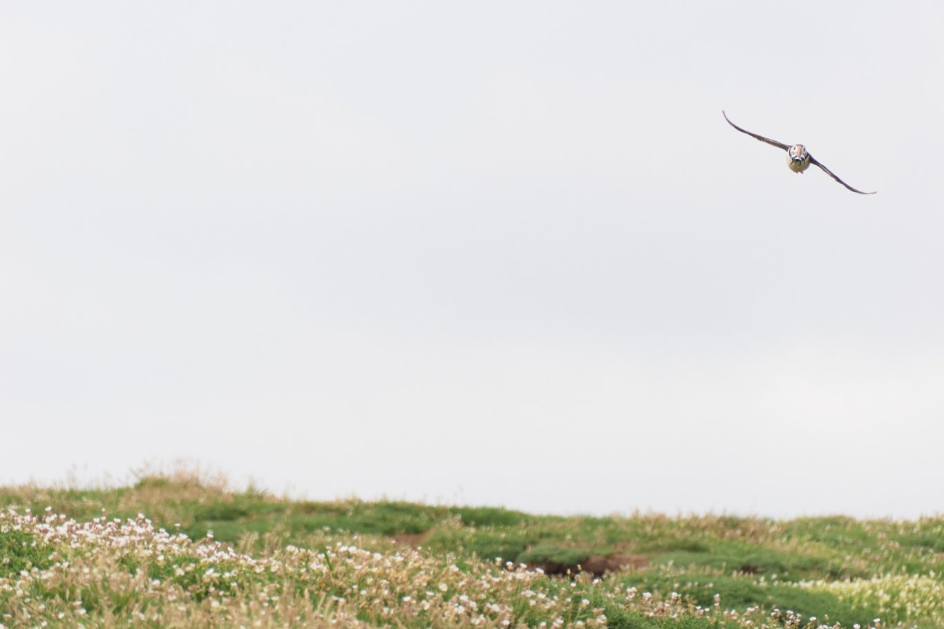 PUFFIN 5/5