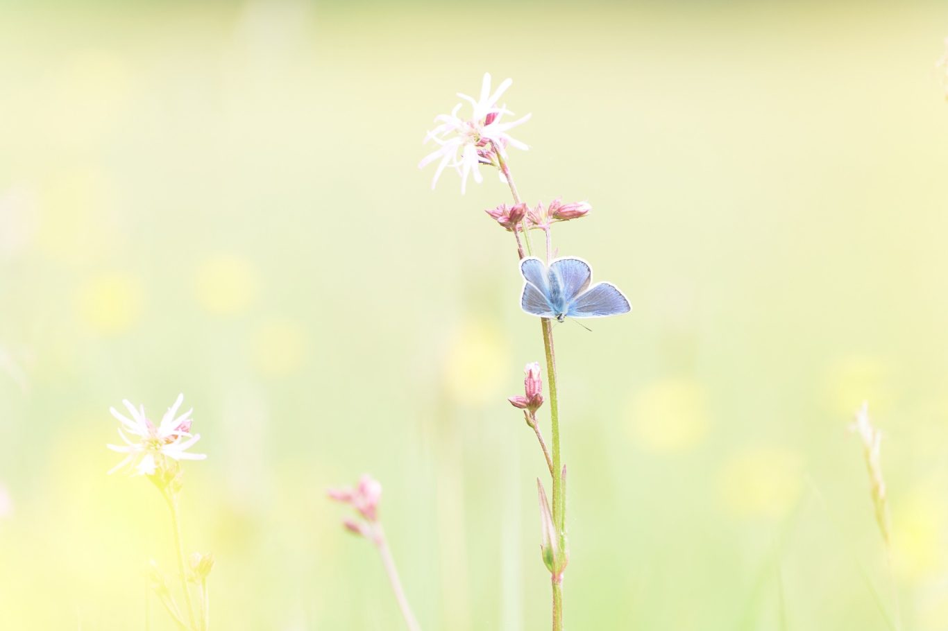 PASTEL OCHTEND