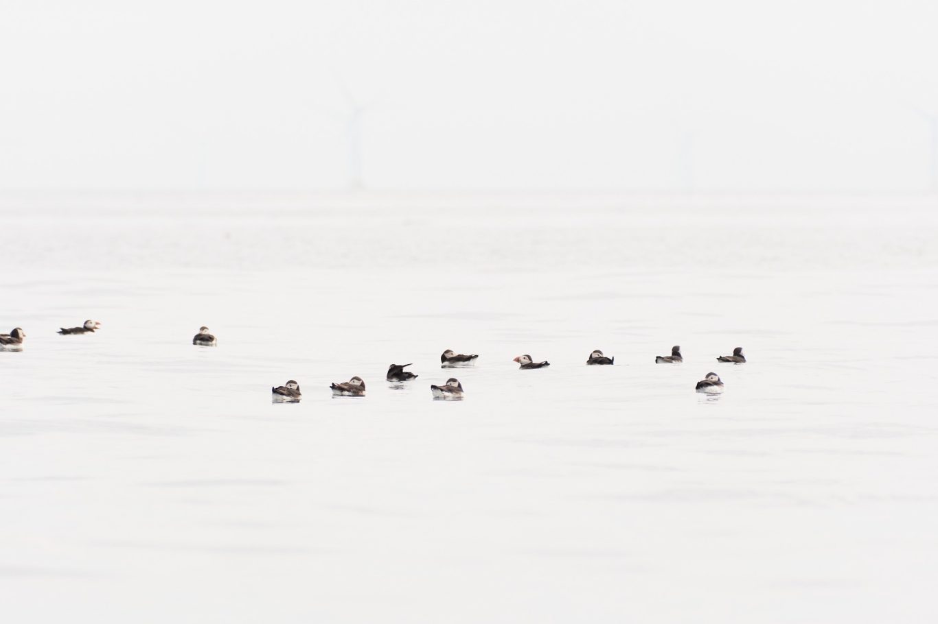 PUFFIN 3/5