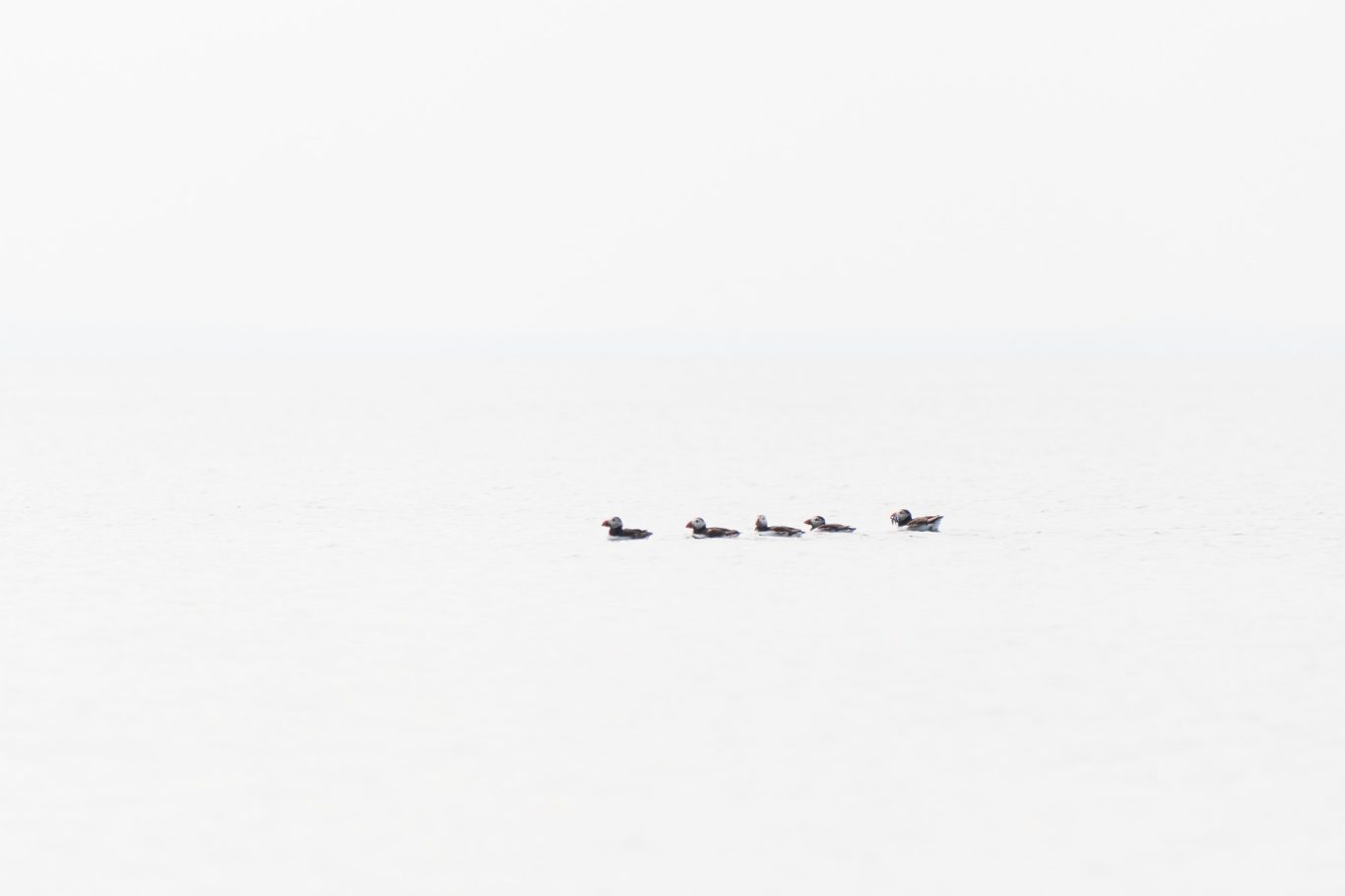 PUFFIN 4/5