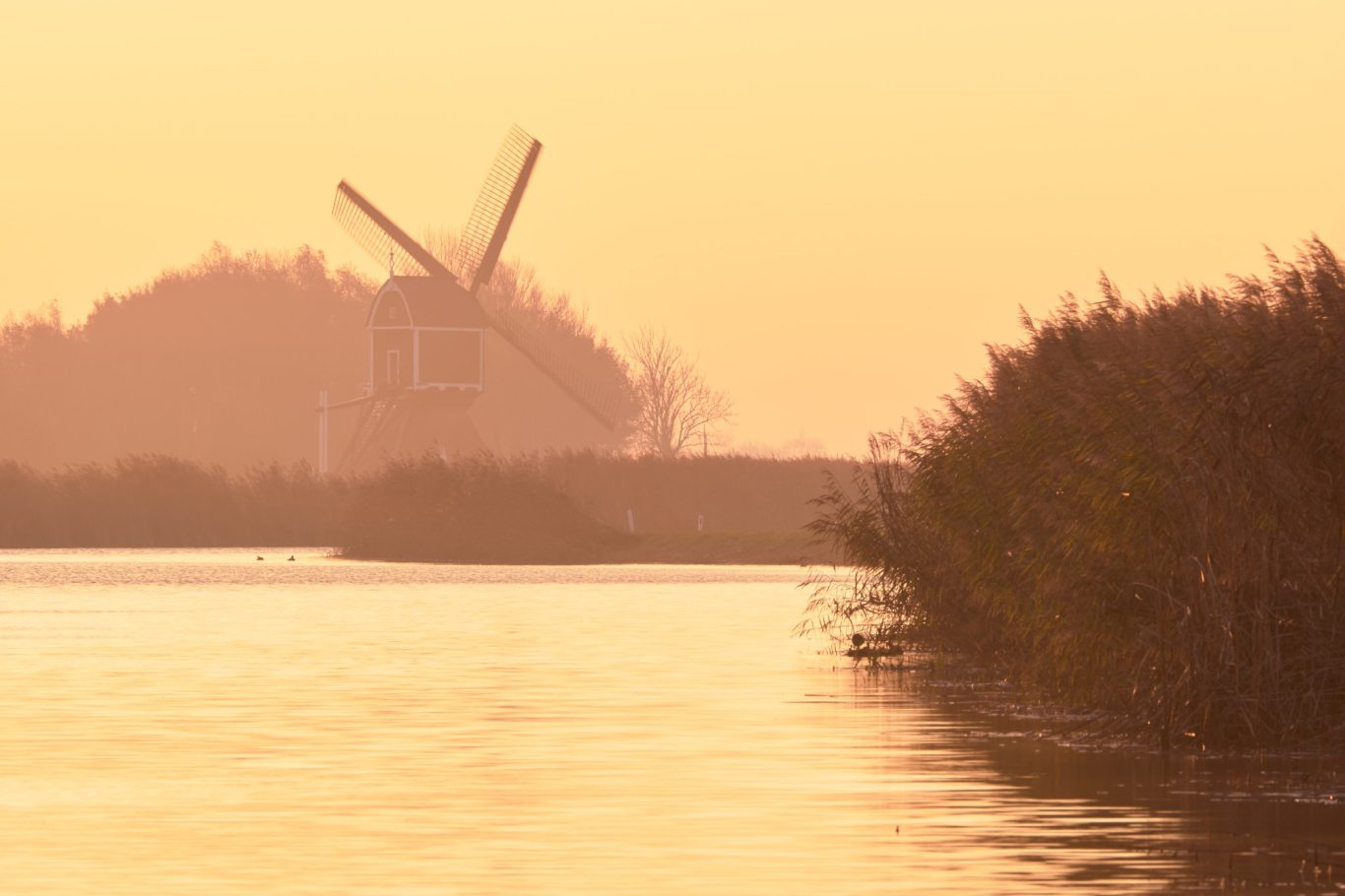 MOLEN GLOED