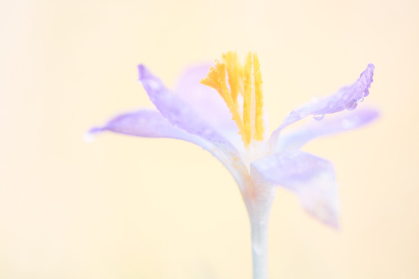 BOERENKROKUS