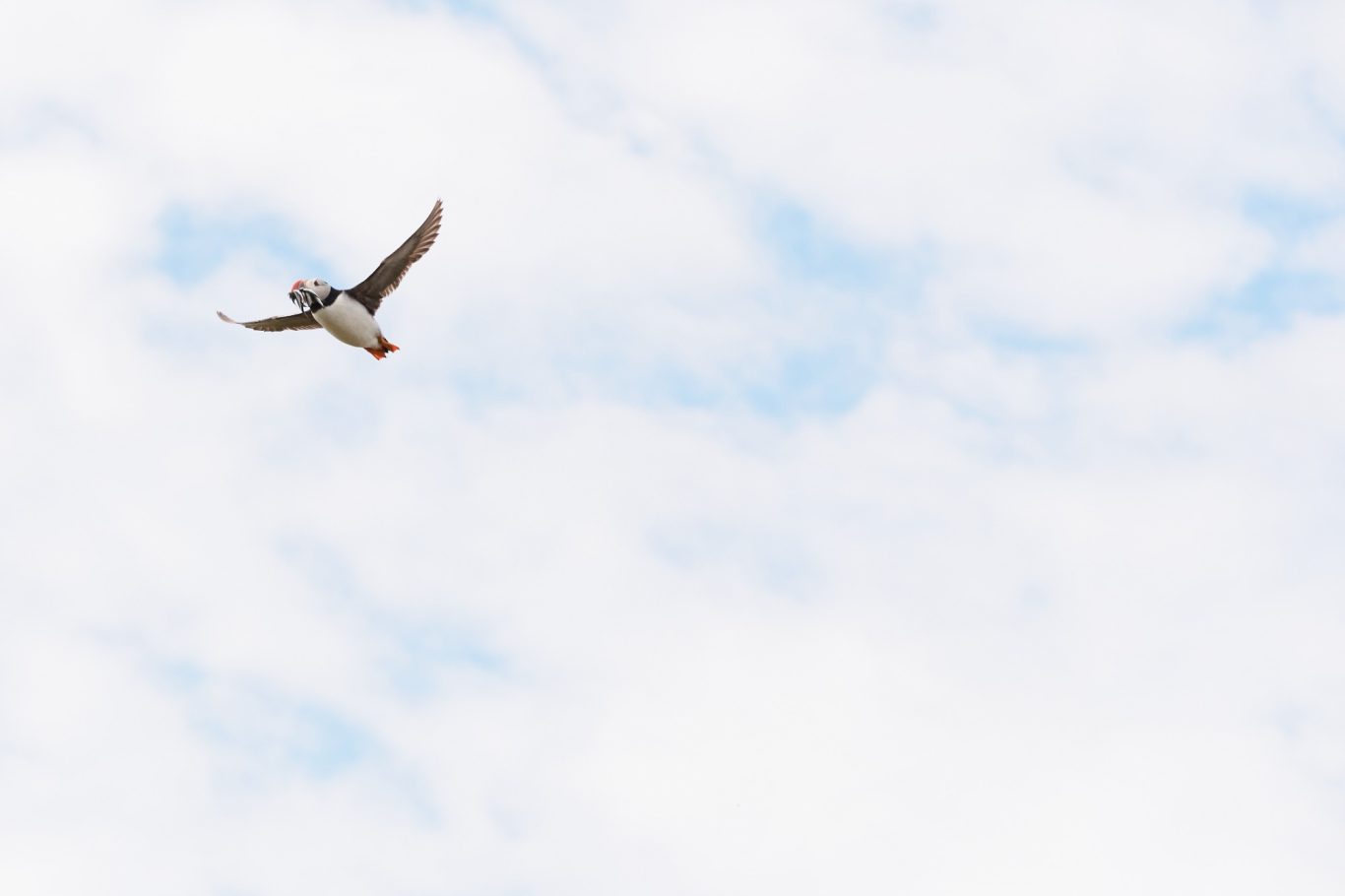 PUFFIN 2/5