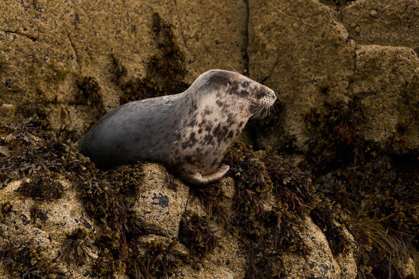 GREY SEAL 2/2
