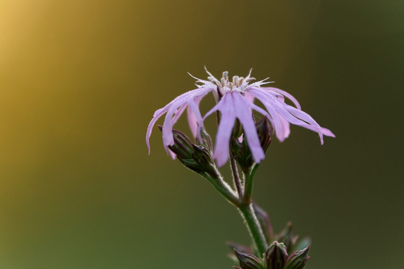 ECHTE KOEKOEKSBLOEM