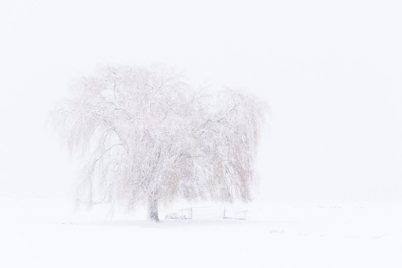 WITTE WERELD 1/2