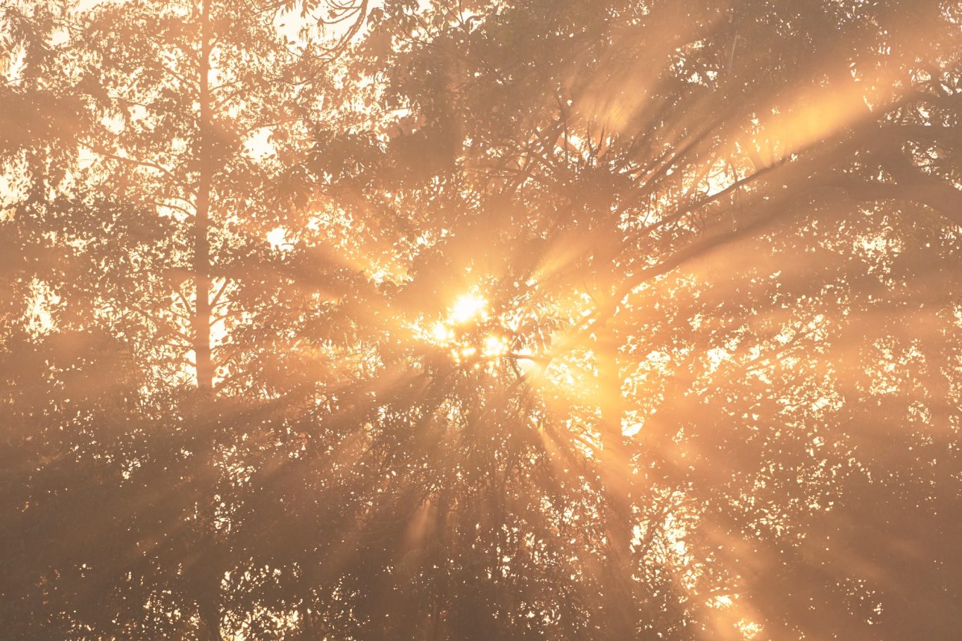 SNIJDEND LICHT