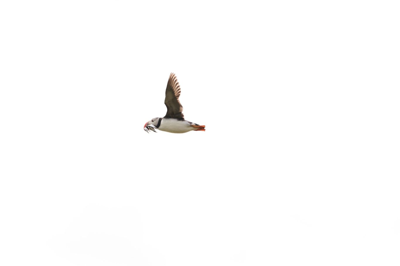PUFFIN 1/5