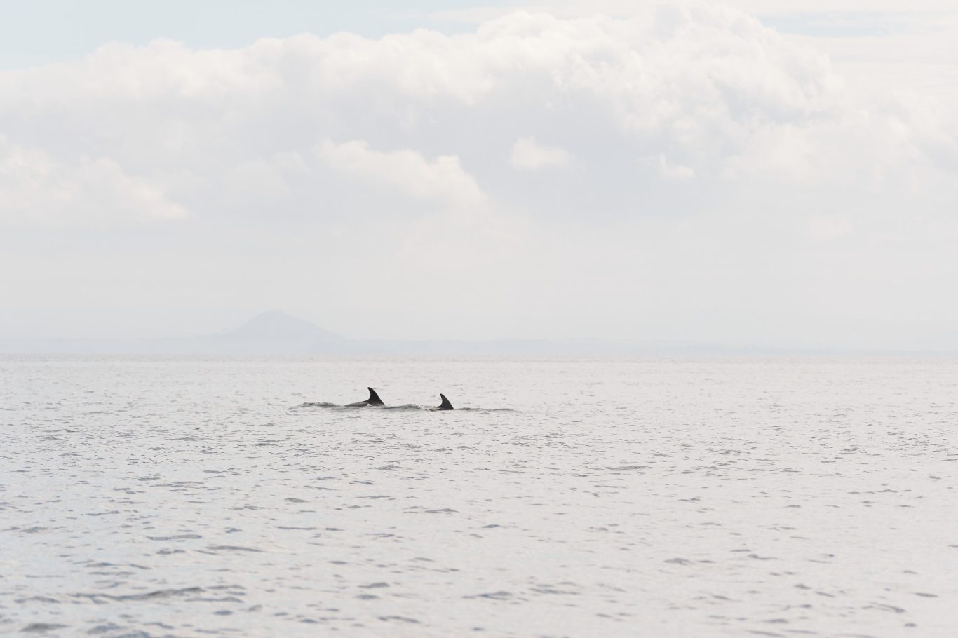 BOTTLENOSE DOLPHINS 2/2