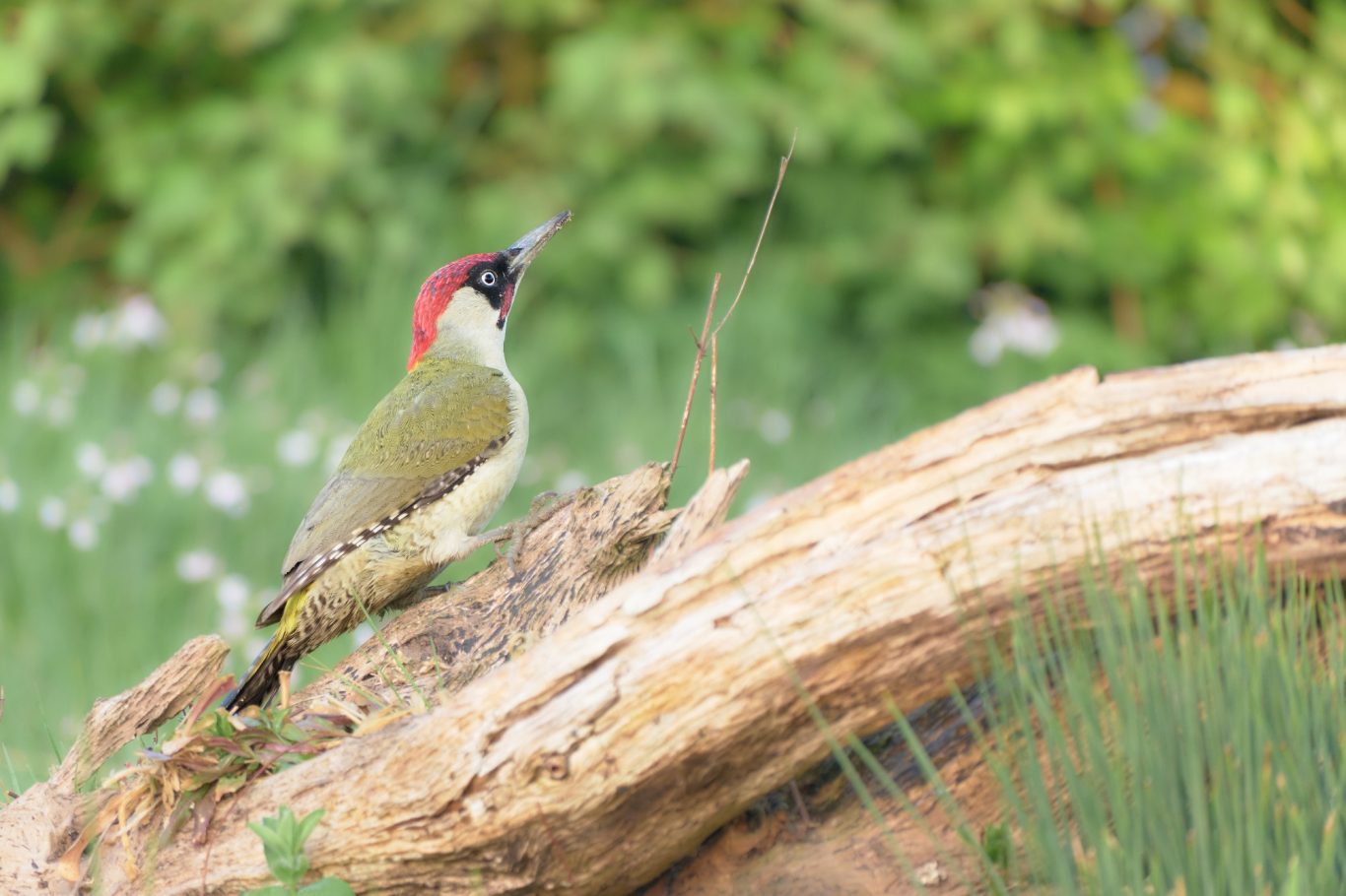 GREEN WOODPECKER