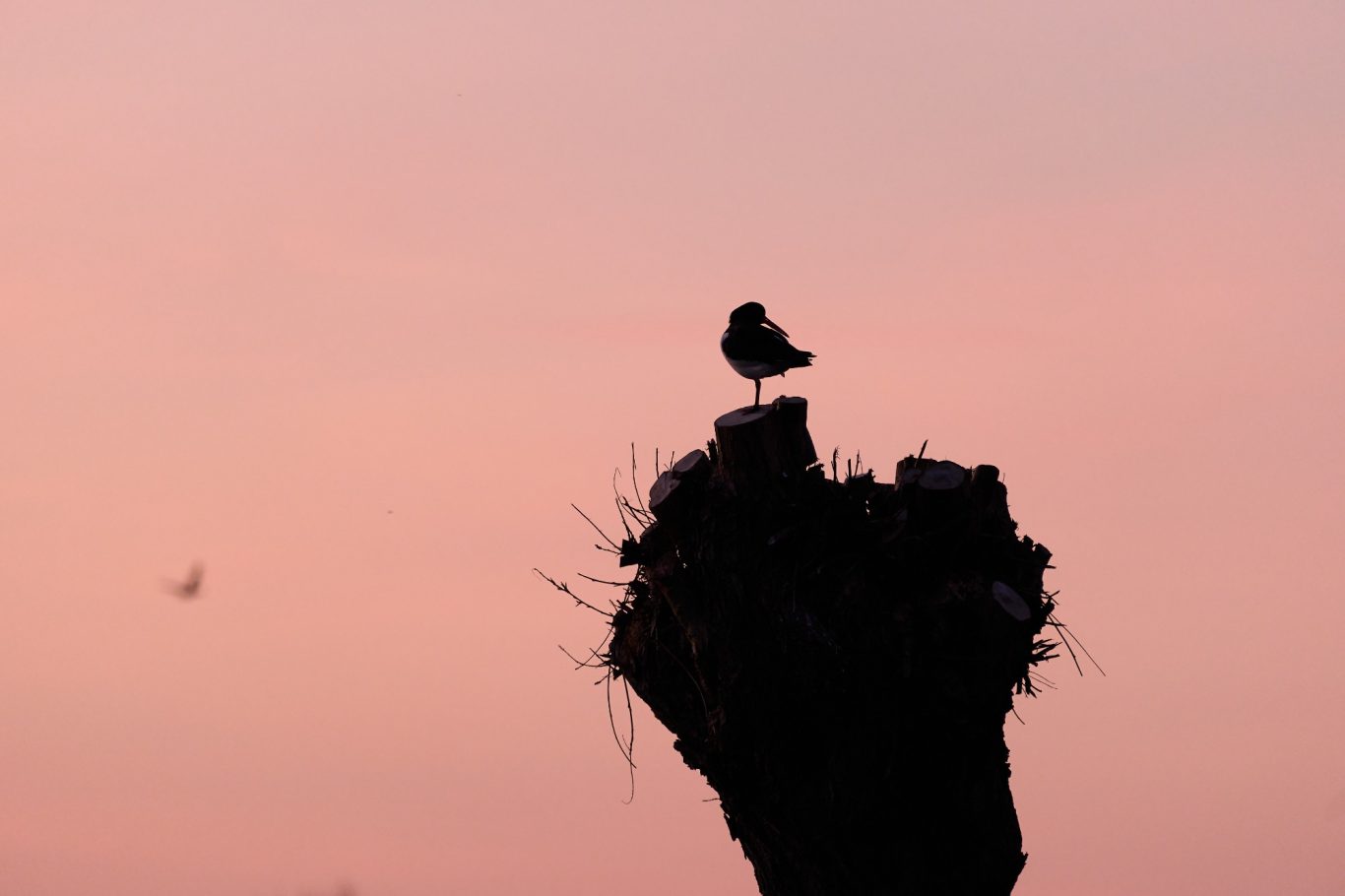 OYSTER CATCHER