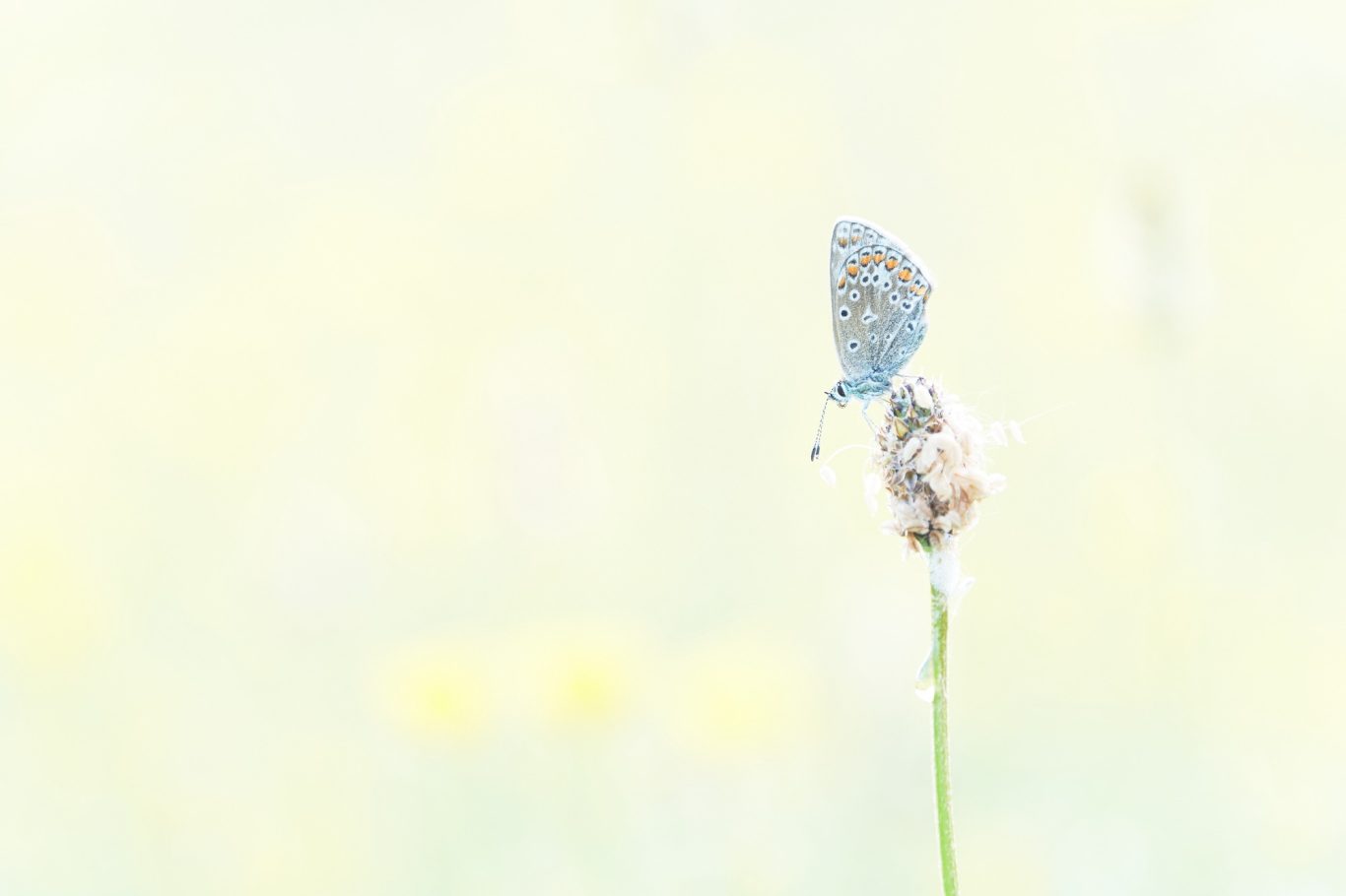 ICARUS