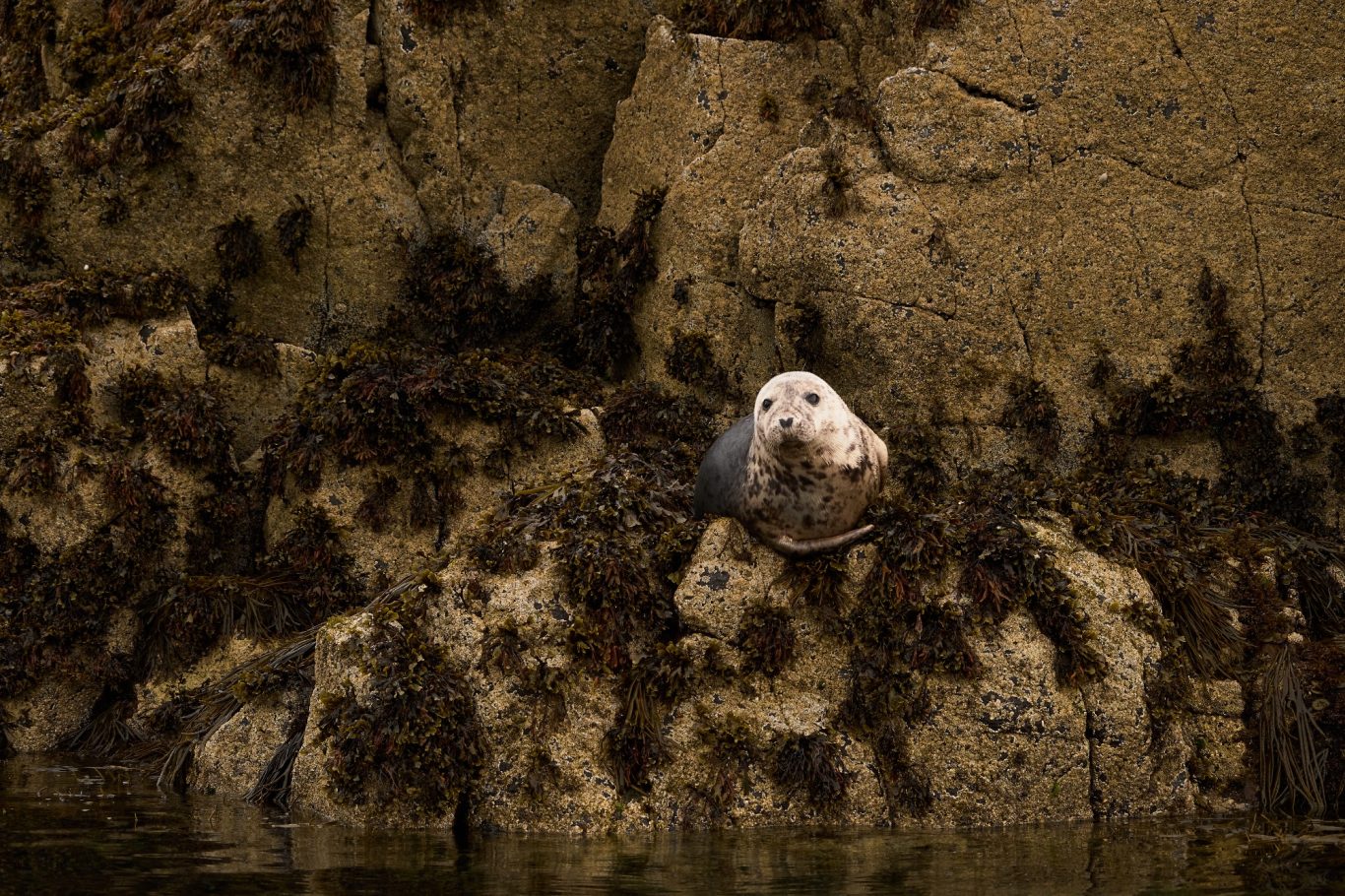 GREY SEAL 1/2