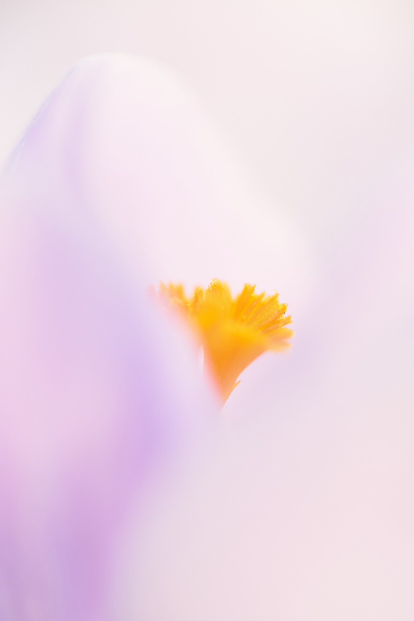 PURPLE WORLD